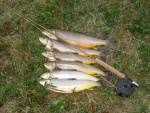 dsc00973.jpg