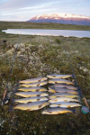 storalon_mynd_fra_saemundi_barnasyni.jpg